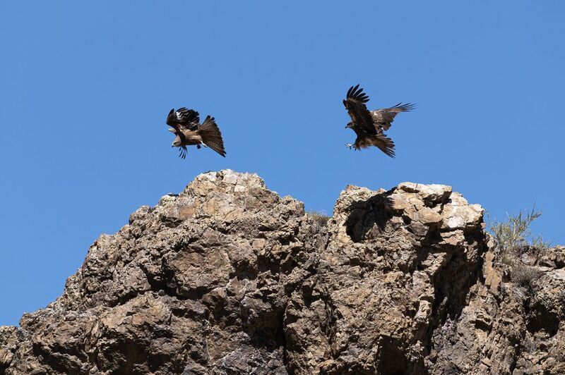 орел, горный алтай, клинохвостый орел Клинохвостый орел фото превью