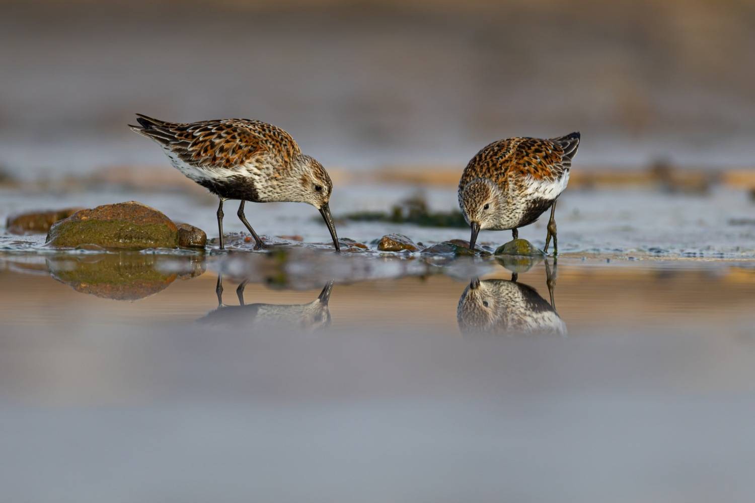 чернозобик, кулик, птицы, Руслан Pl