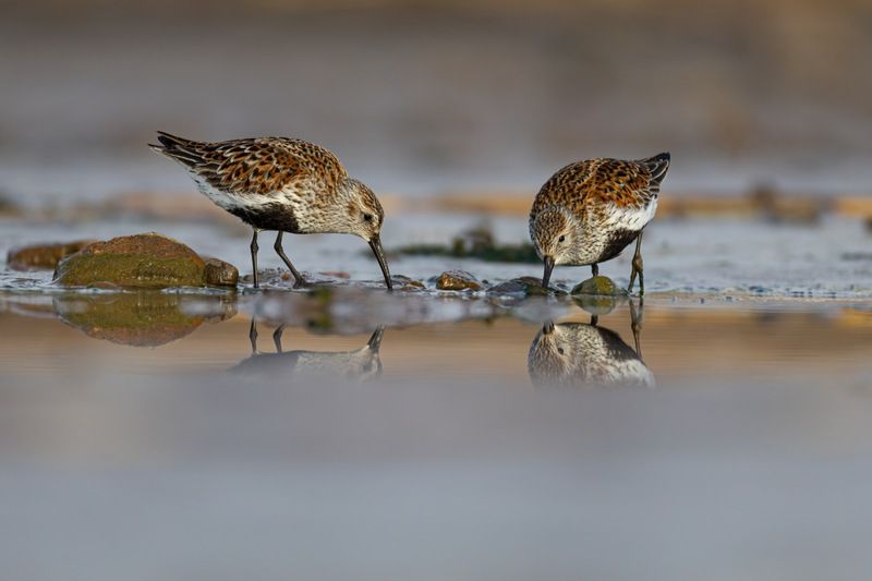 чернозобик, кулик, птицы Чернозобики фото превью