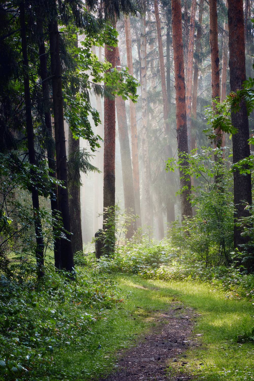 лес, деревья, листва, свет, Валерий Вождаев