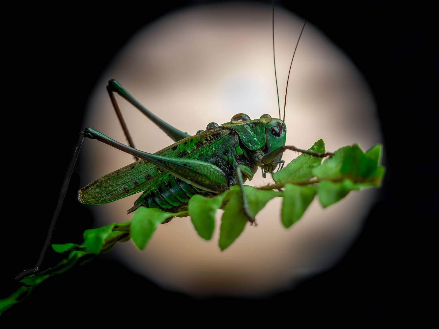 , Олег Савицкий