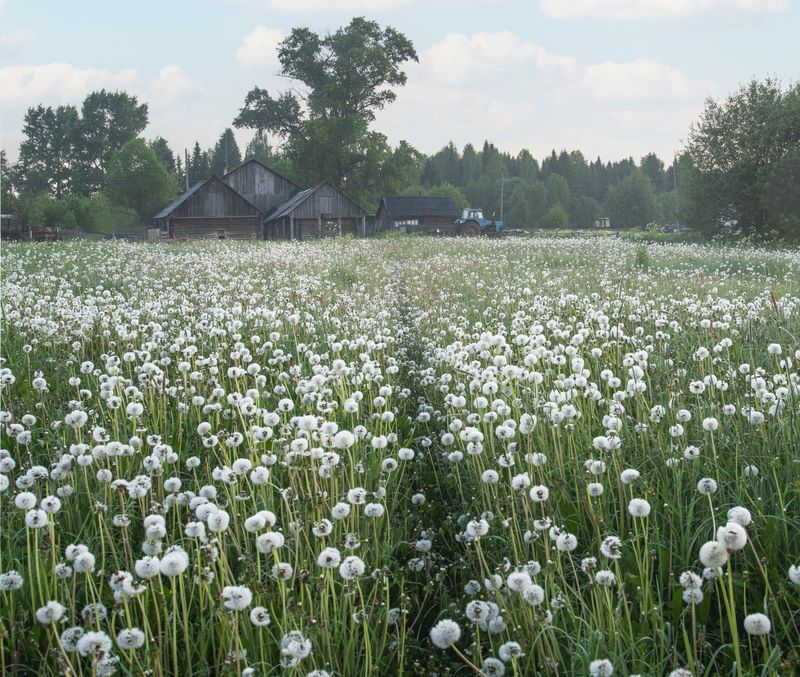 Село Белая в поле одуванчиков фото превью