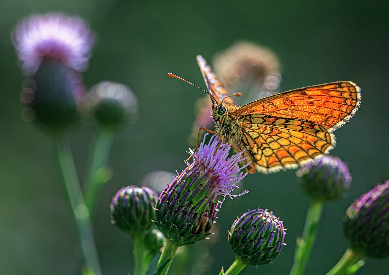 насекомые, бабочка, нимфалида, шашечница,  лето, июль, Борис Новиков