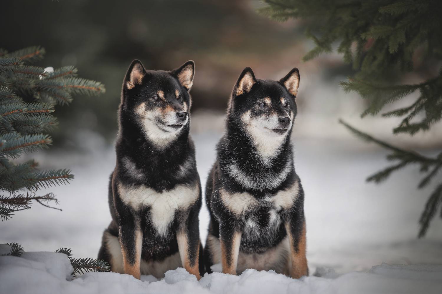 , Яна Нарбутович