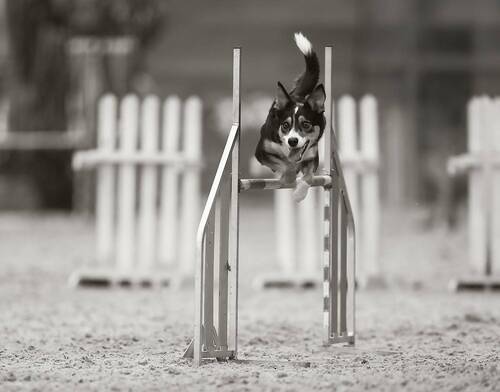 Прыжок в ритме победы