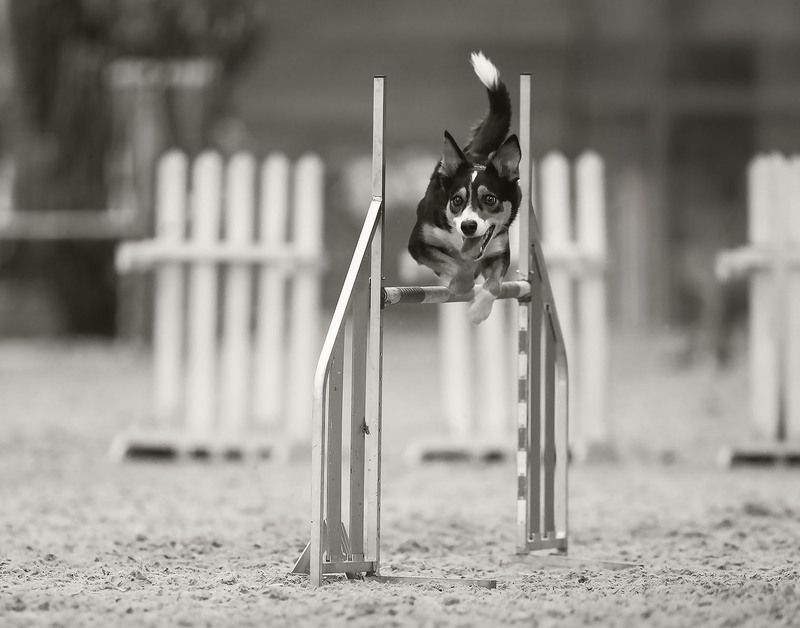 Прыжок в ритме победы фото превью