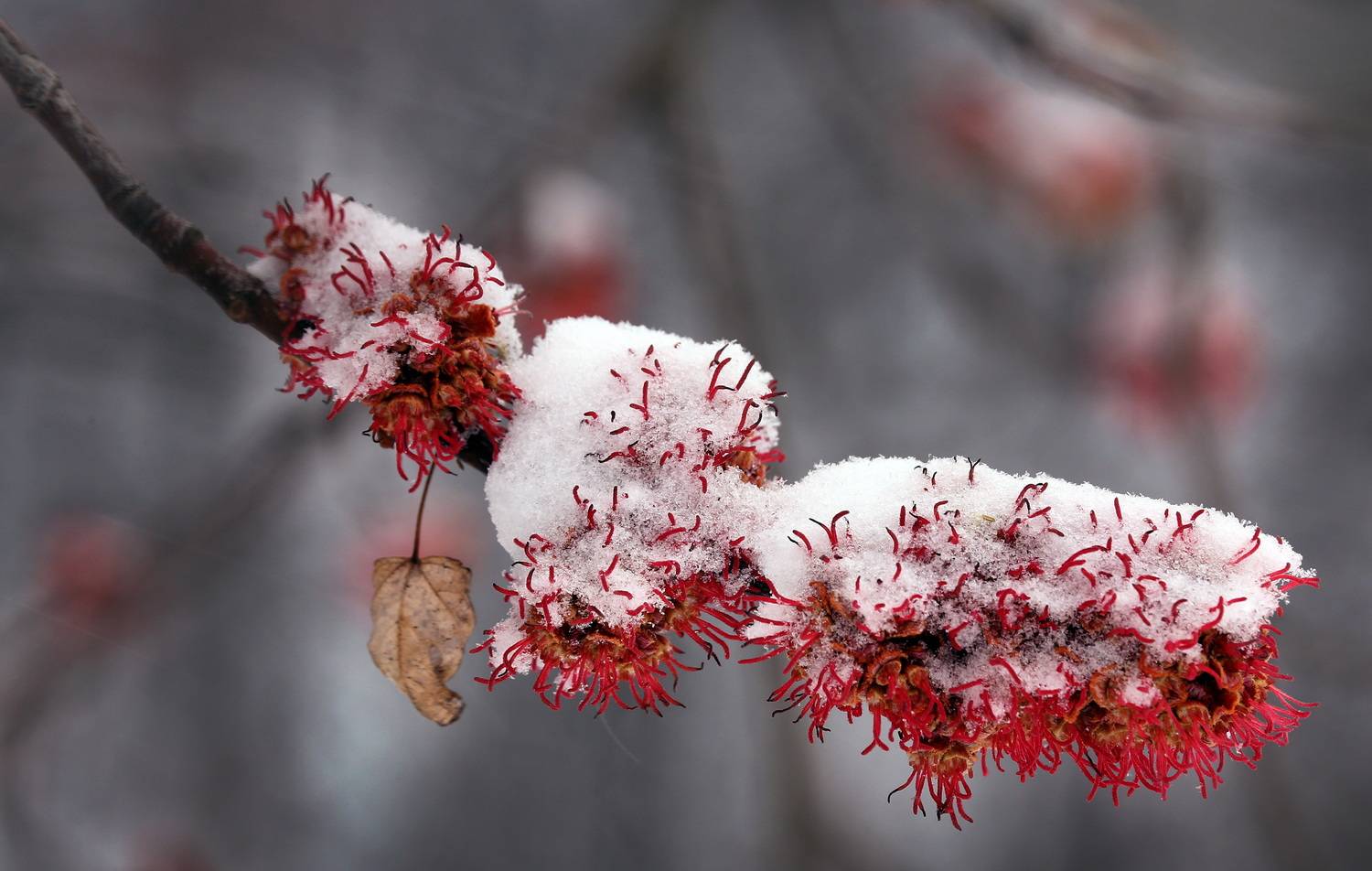 , Бибичков Михаил