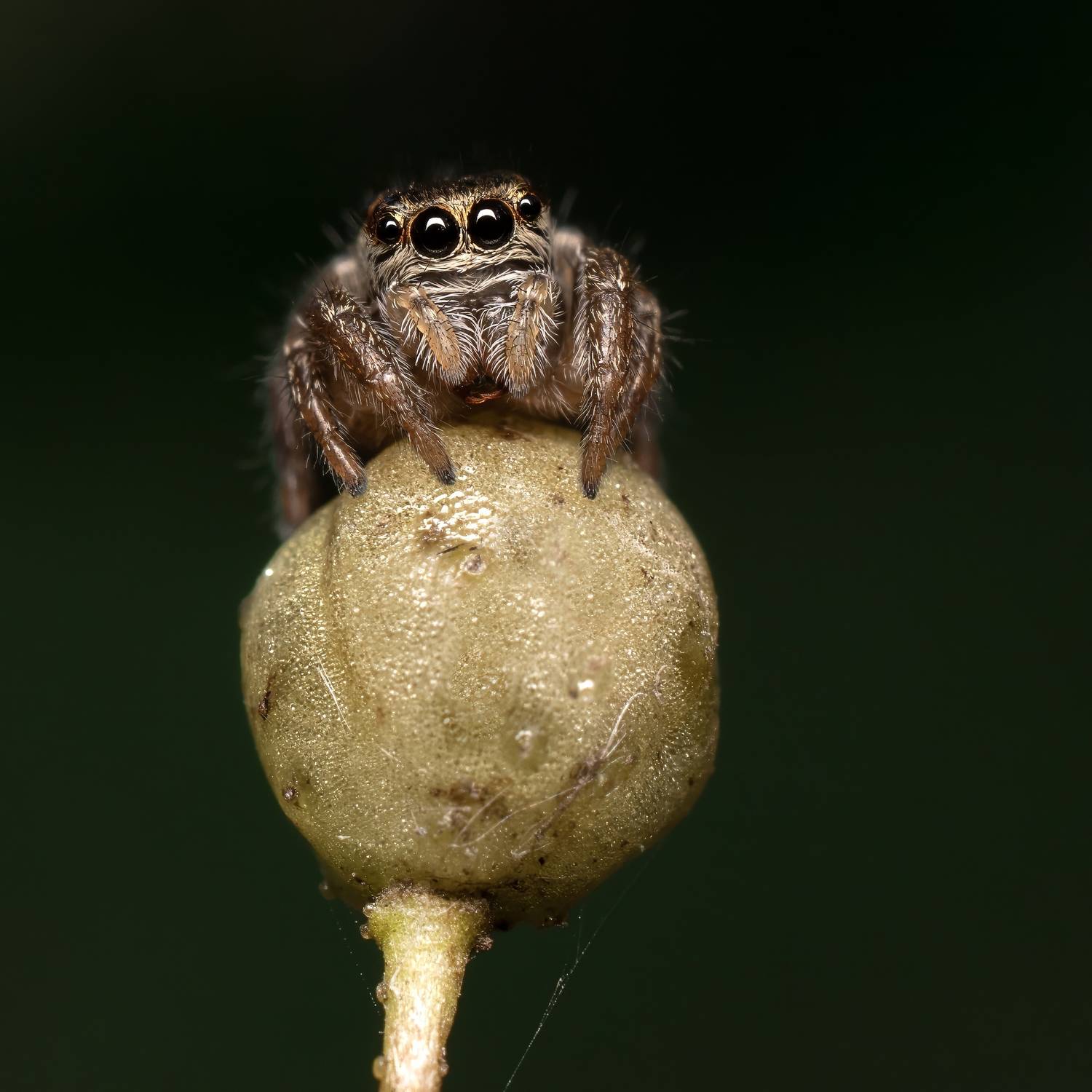 , Людмила Железнова