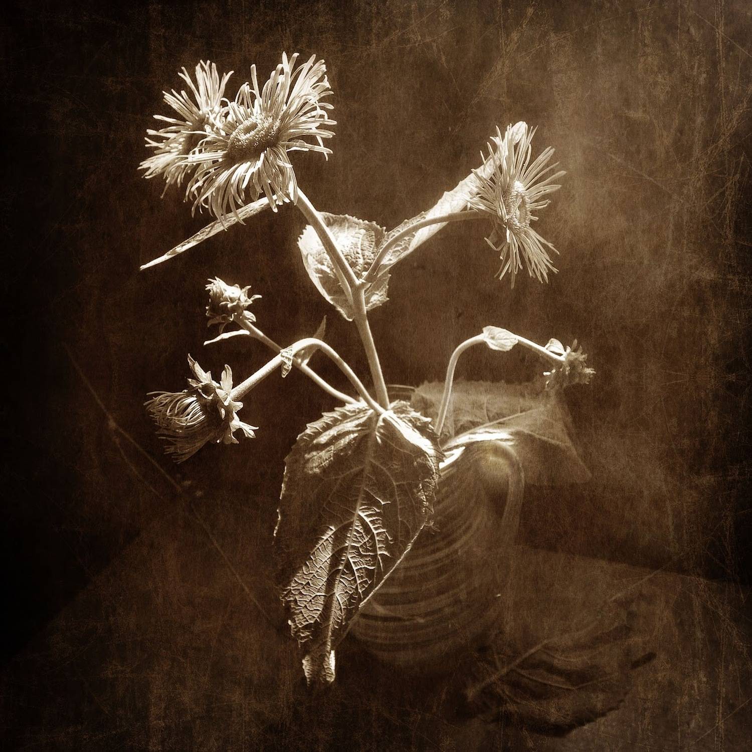 , Ирина Данилова