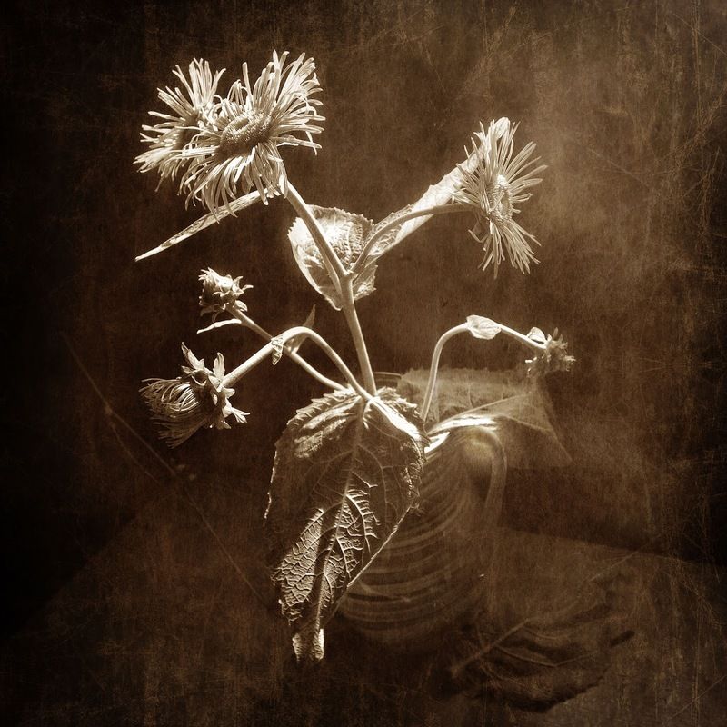 Печаль пройдёт немного погодя... фото превью