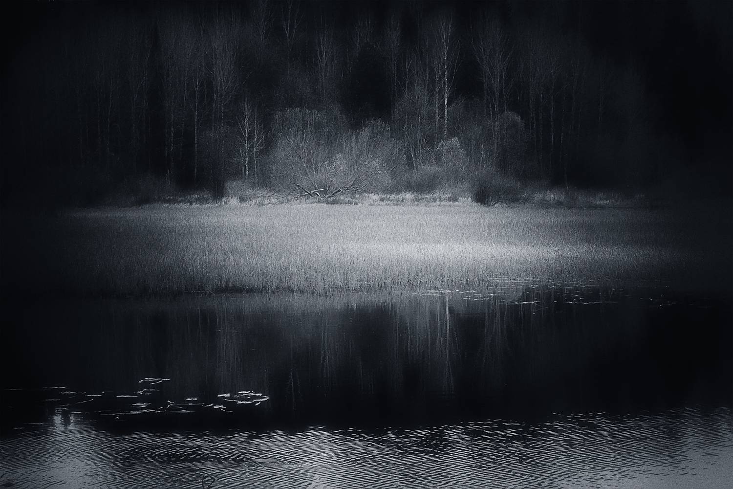 осень лес река вода черно-белое, Вера Ра