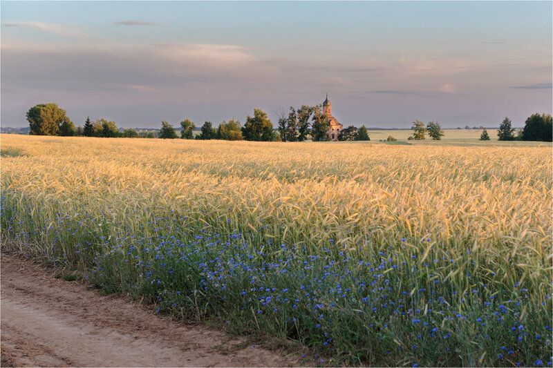 Вечернее поле фото превью