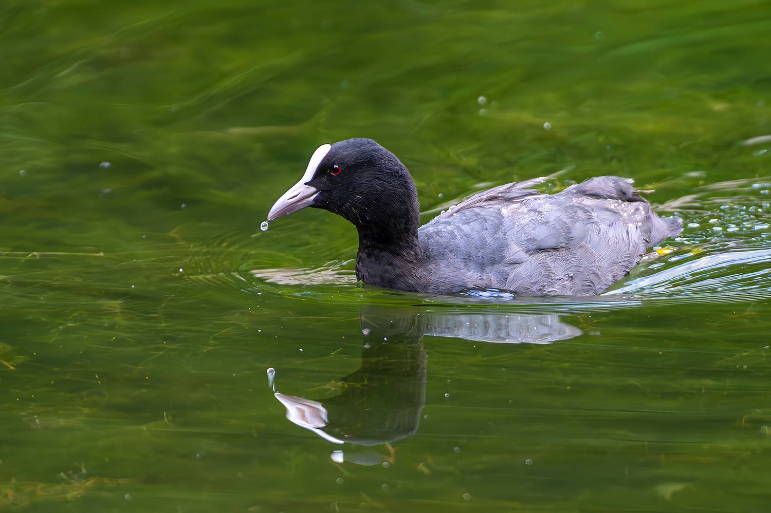 , Молодкин Дмитрий