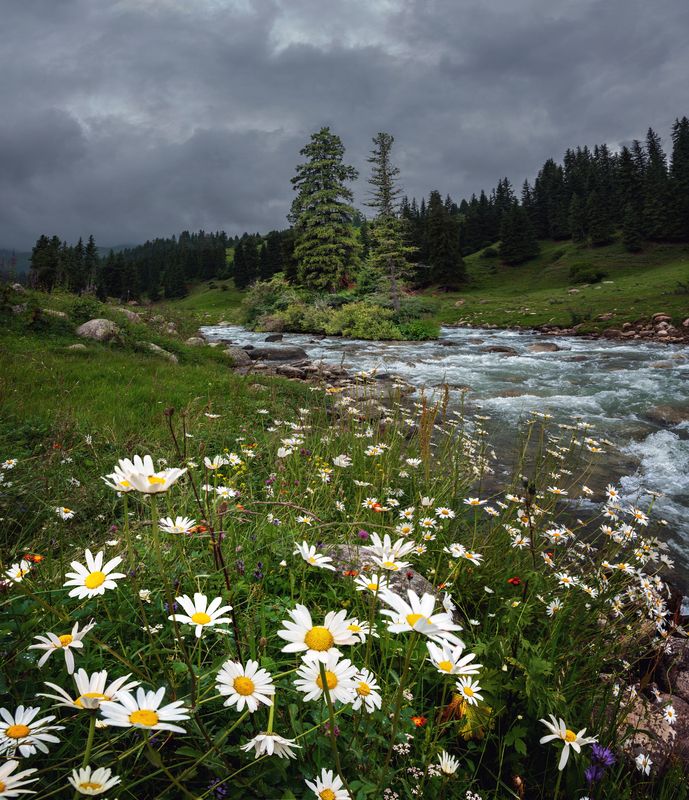 киргизия, тянь-шань, горы, цветы, ели, река, облака, непогода, панорама Тайга фото превью
