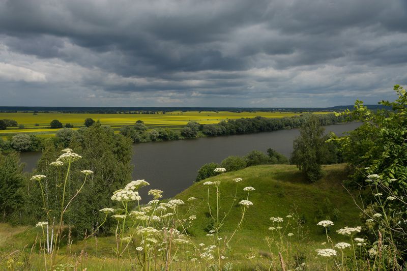 Июльские травы плетут кружева фото превью