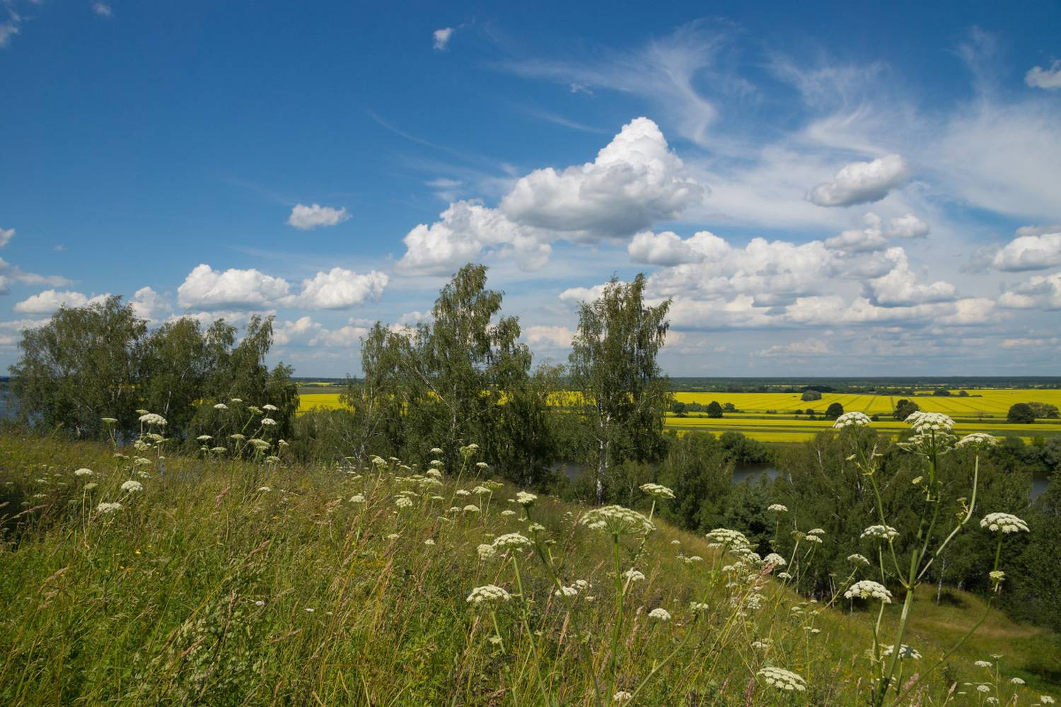 лето, ока, река, травы, июль, Елена Колеснева