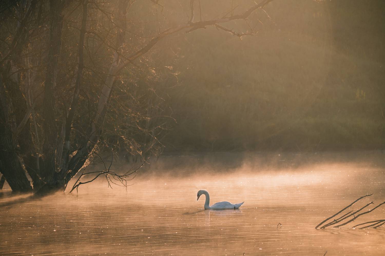лебедь рассвет, Сергей Мамцев