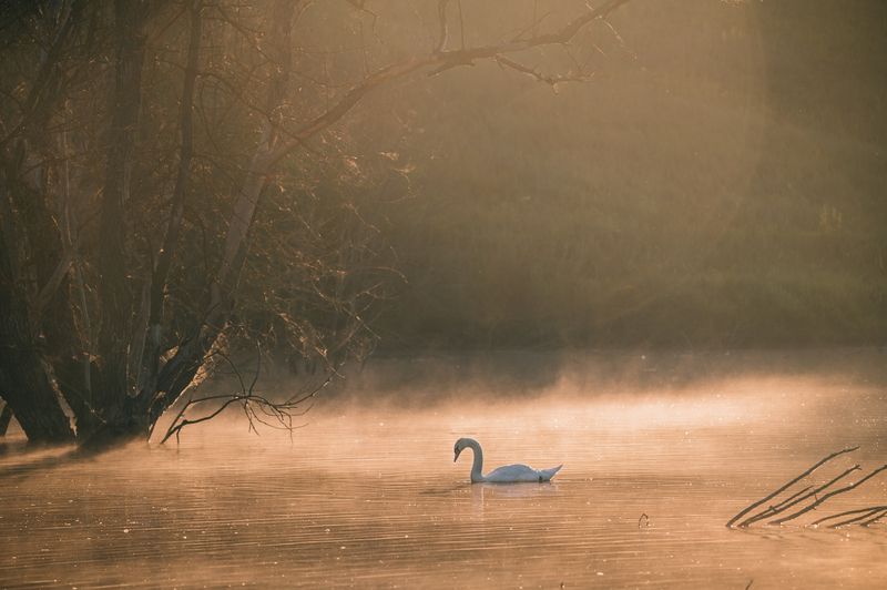 лебедь рассвет Один фото превью