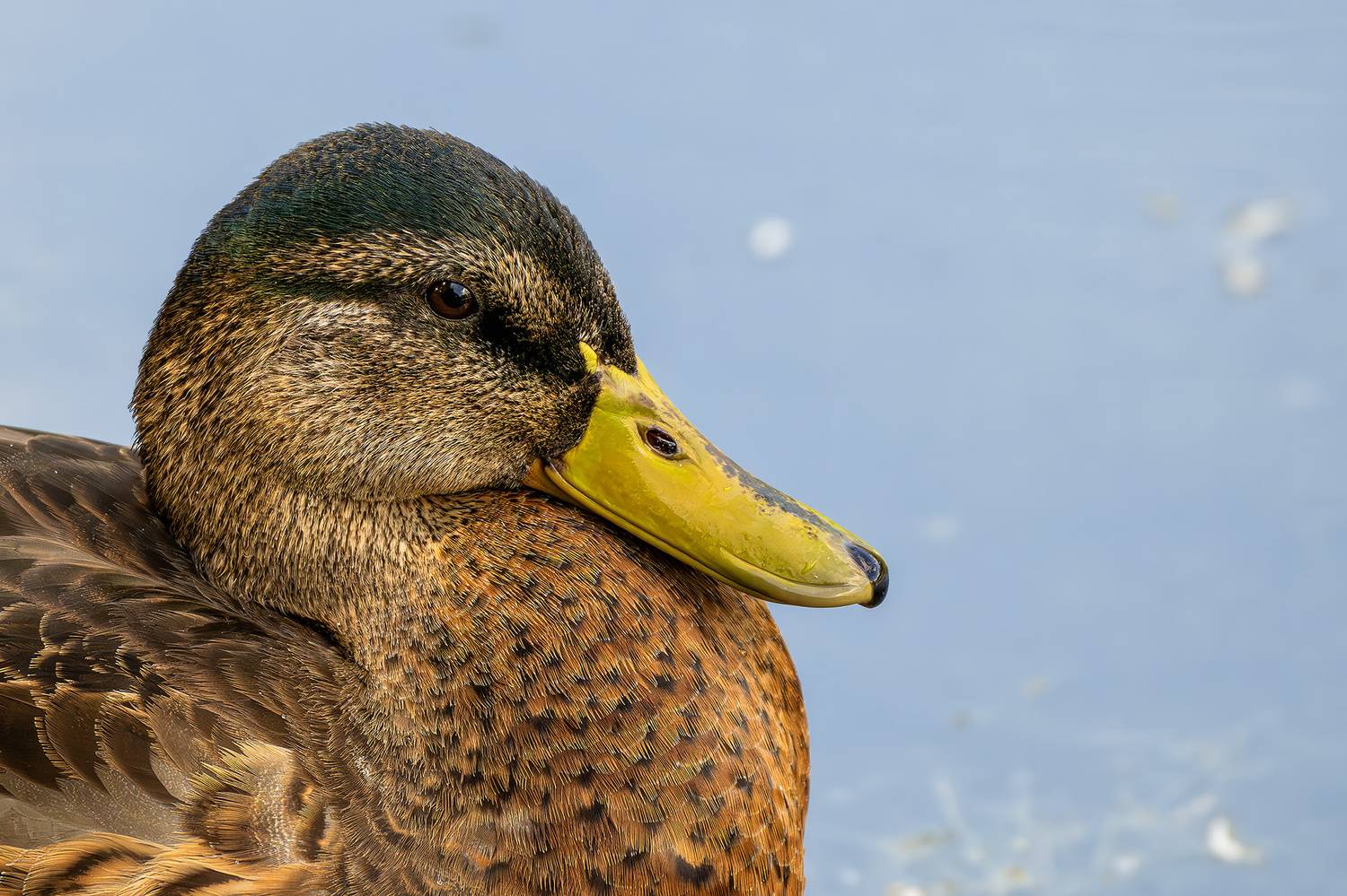, Молодкин Дмитрий
