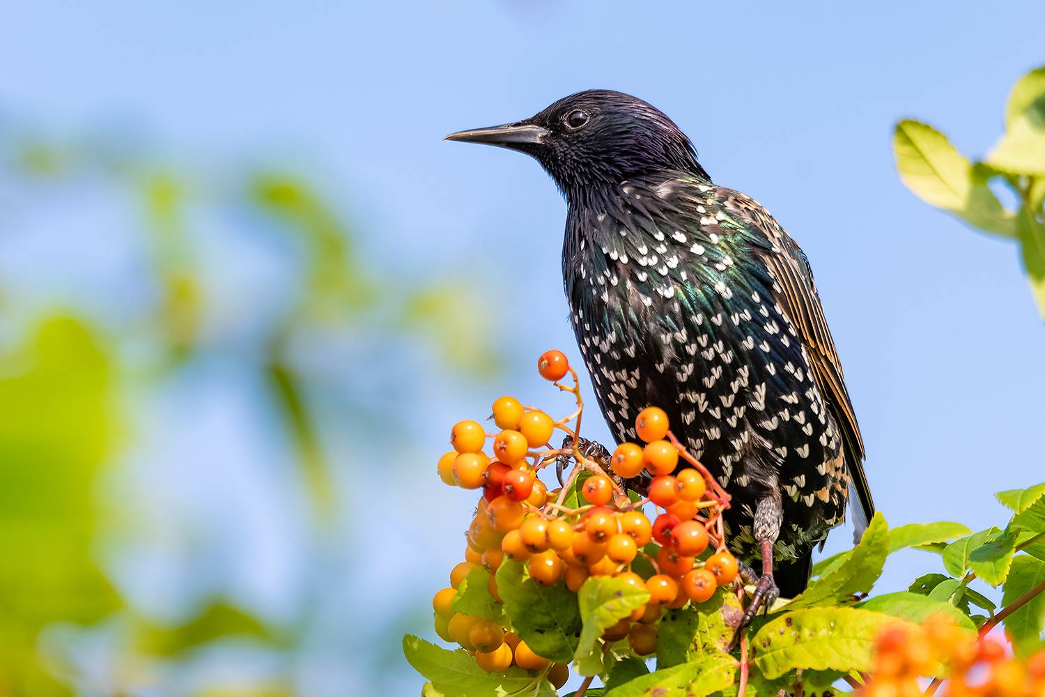 , Абросимов Александр