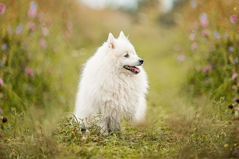 Облачко фото превью