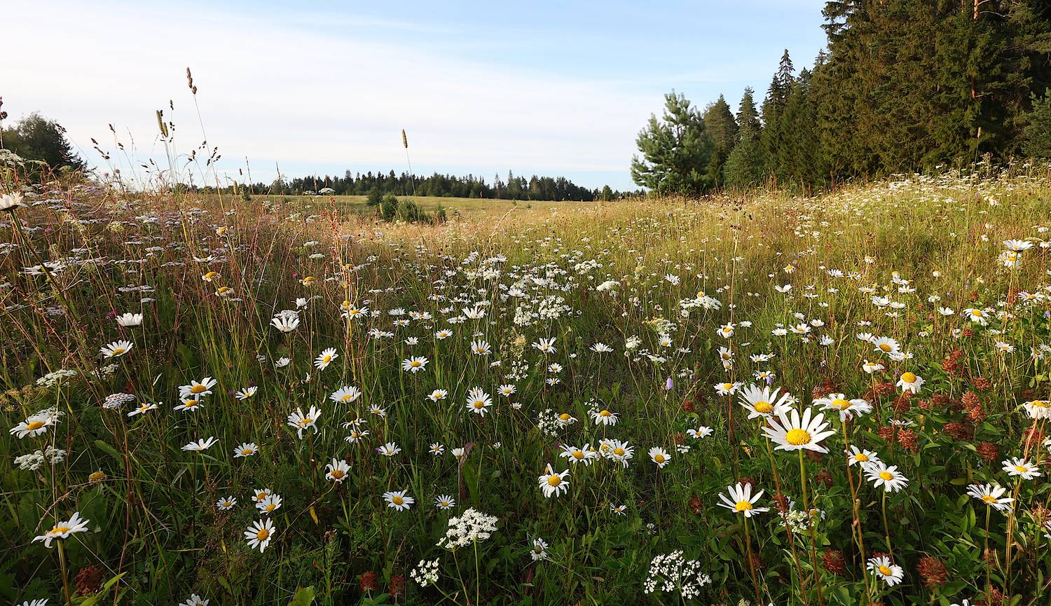 ромашки лето луг, Александр Зорин