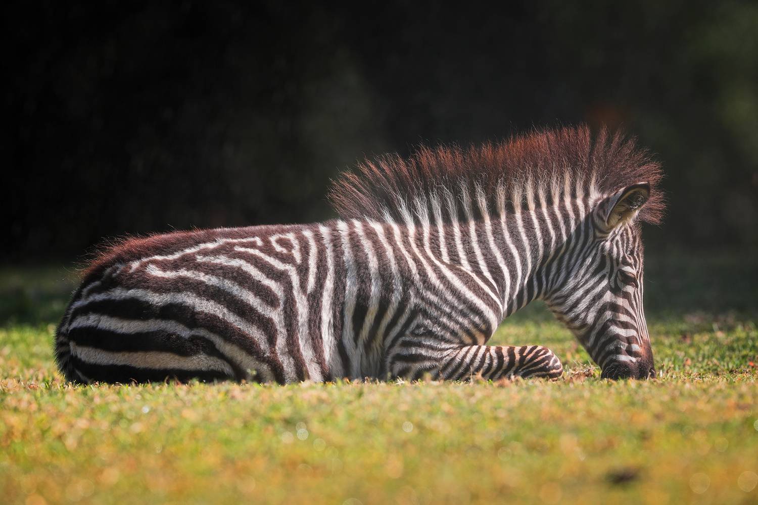 , Худзинская Ирина