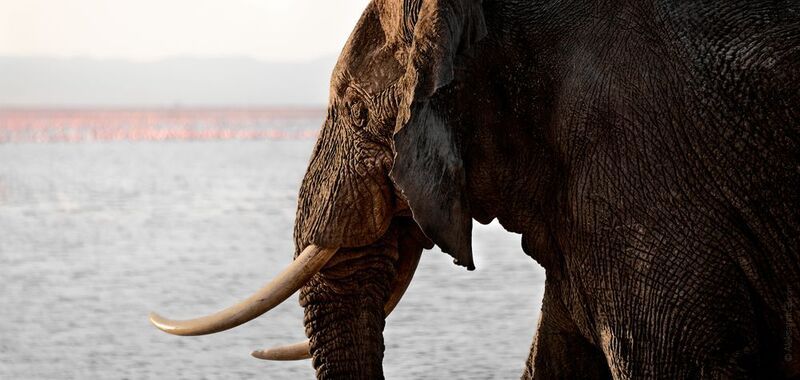 Мудрый слон фото превью