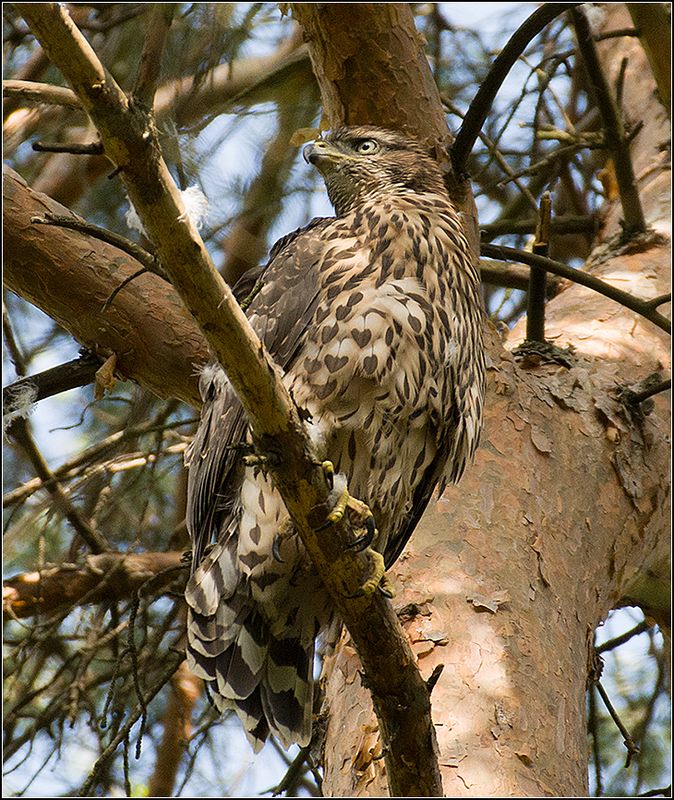 москва, парк, молодой тетеревятник ******* фото превью