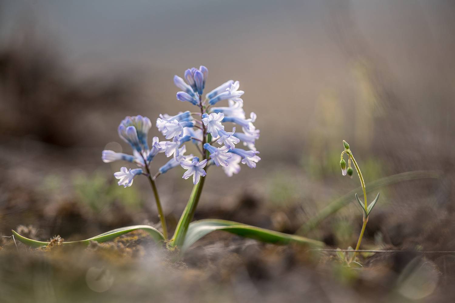 , Илья Михеев