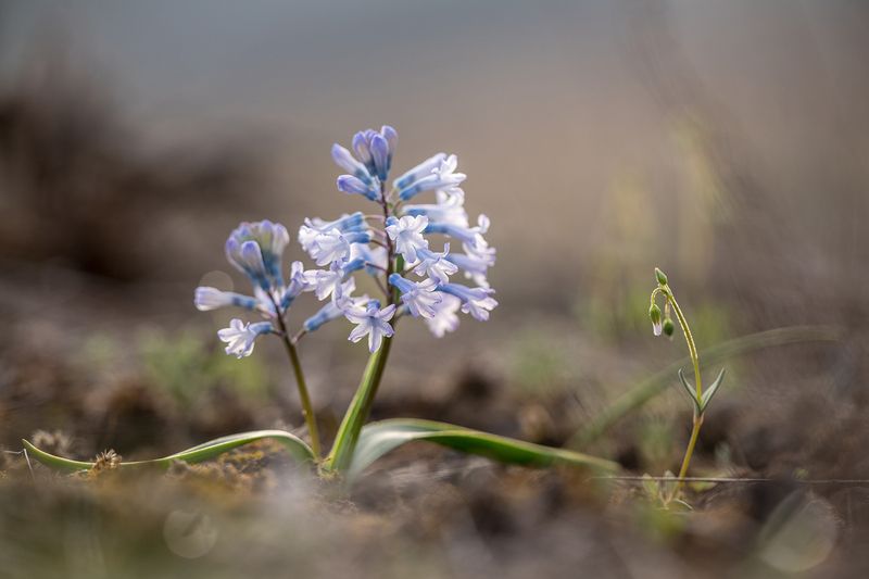 Гиацинтик фото превью