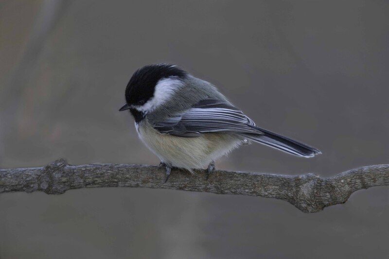 Black- capped chickadee. фото превью