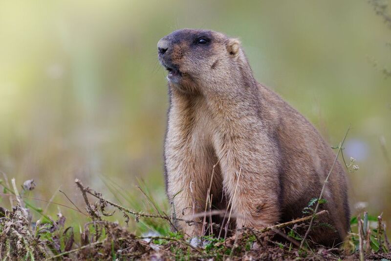 Сурок байбак фото превью