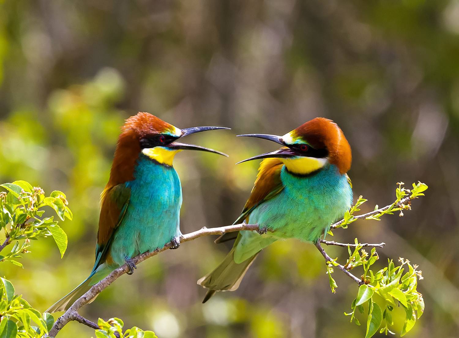 природа, Валерий Черняк