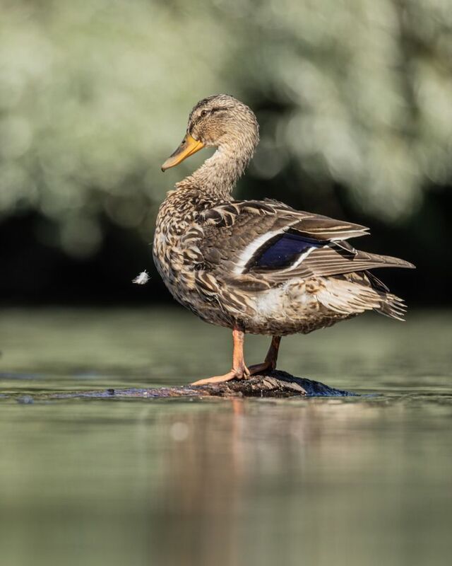 утка, кряква, птицы  фото превью