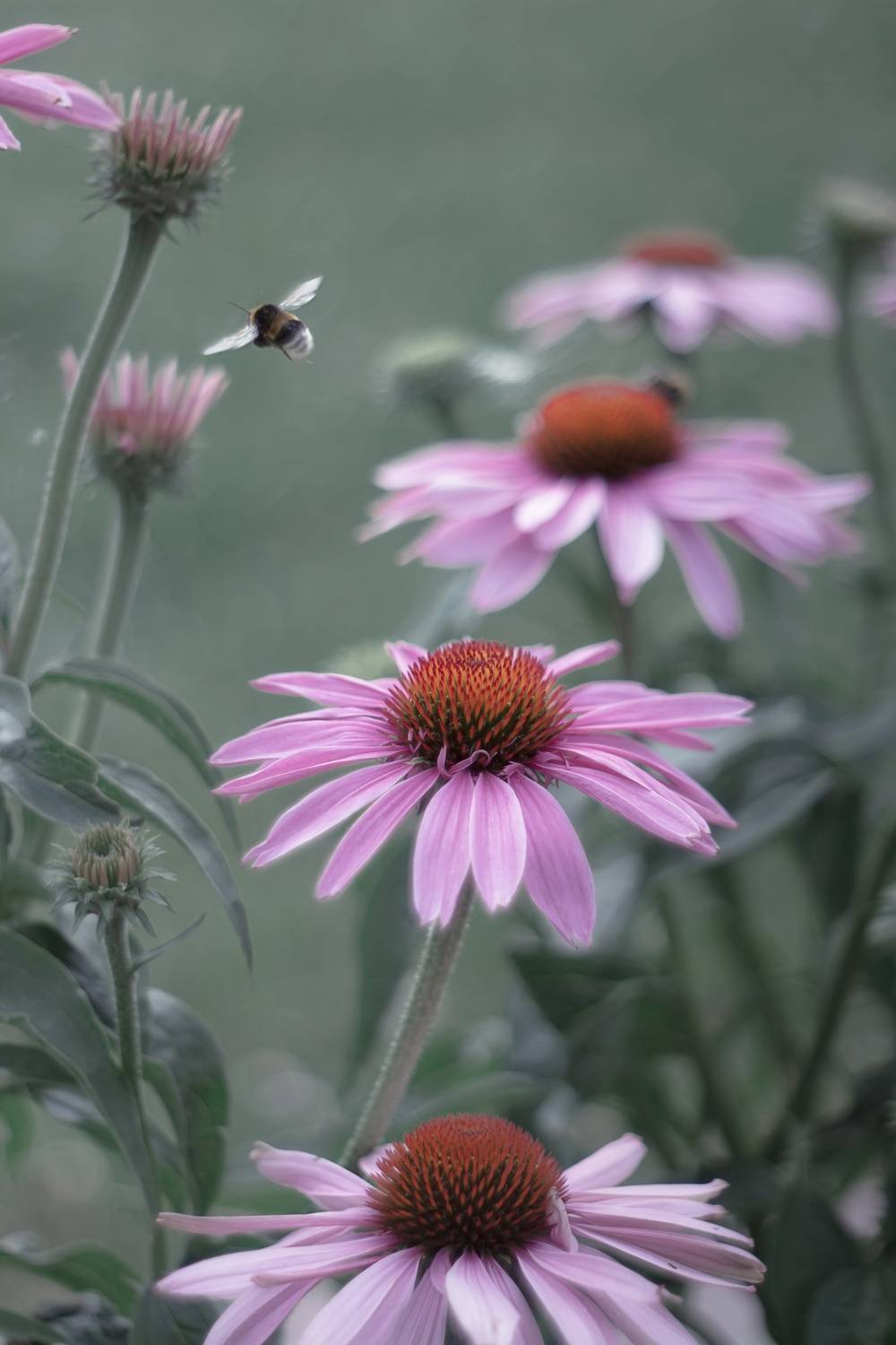 , Обидина Мария