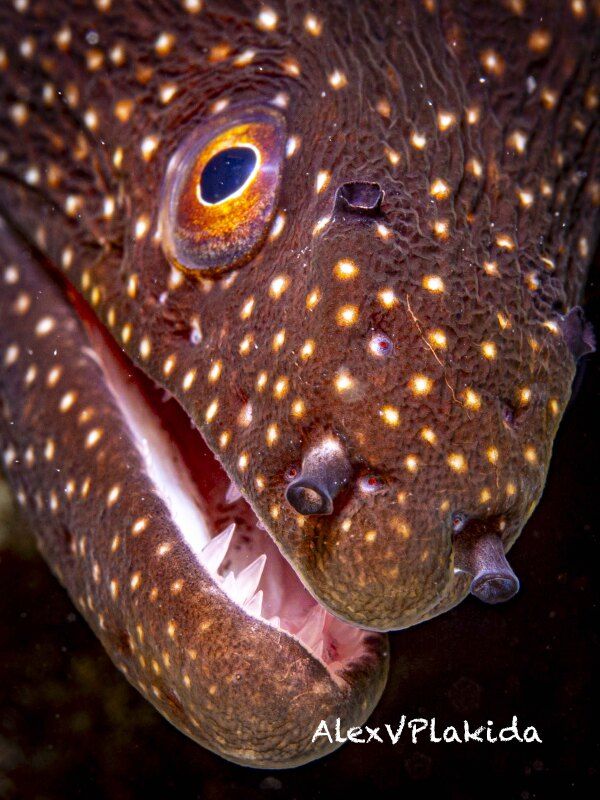 Портрет подозреваемого фото превью