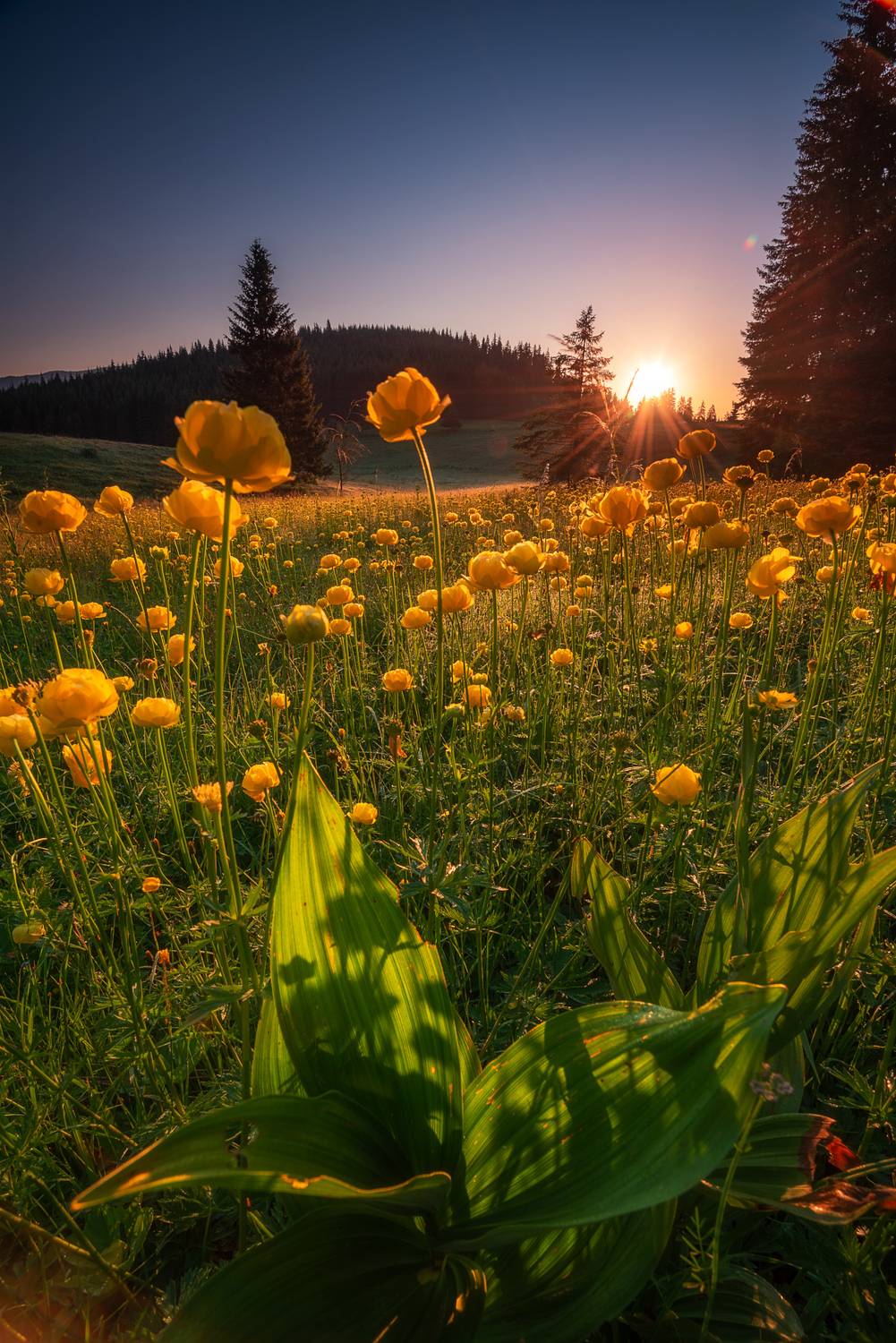 , Mariyana Atanasova - Lucero