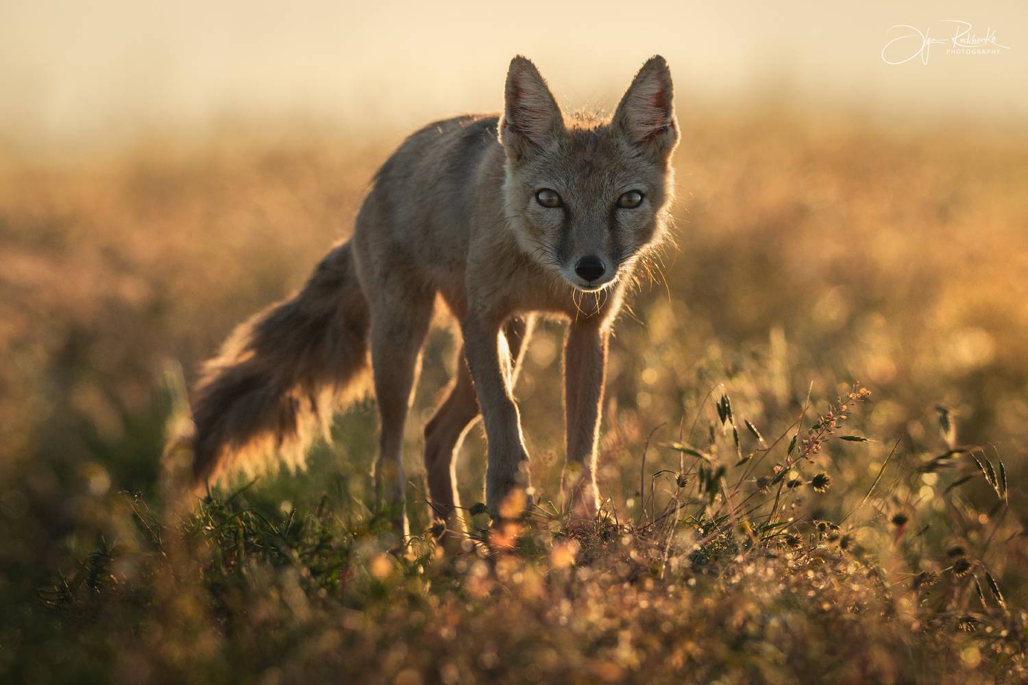 корсак, калмыкия, степная лиса, лиса, лис, корсачонок, дикая природа, wildanimals, корсачата, vilpus corsac, corsac, корсаки, маныч, маныч-гудило, черные земли, Рудченко Ольга