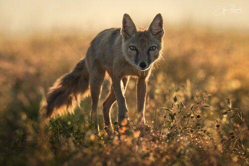 Из света и тишины