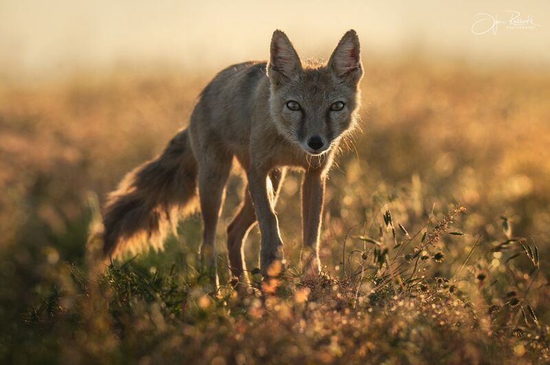 корсак, калмыкия, степная лиса, лиса, лис, корсачонок, дикая природа, wildanimals, корсачата, vilpus corsac, corsac, корсаки, маныч, маныч-гудило, черные земли Из света и тишины фото превью