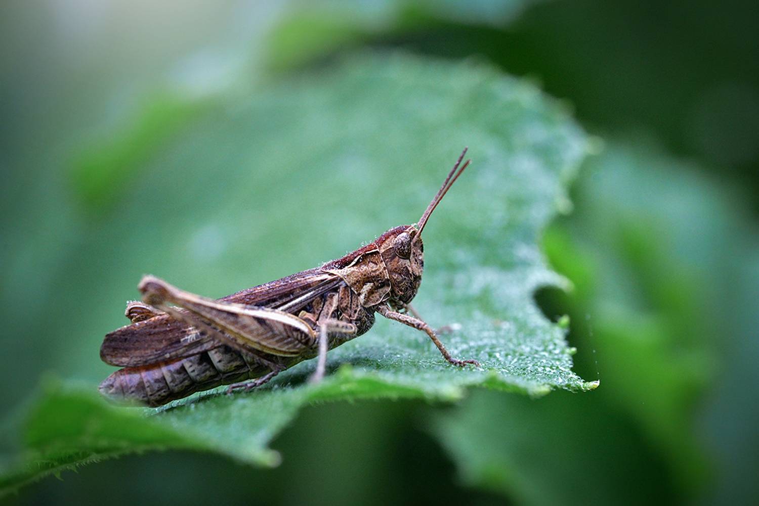 , Калёв Сергей