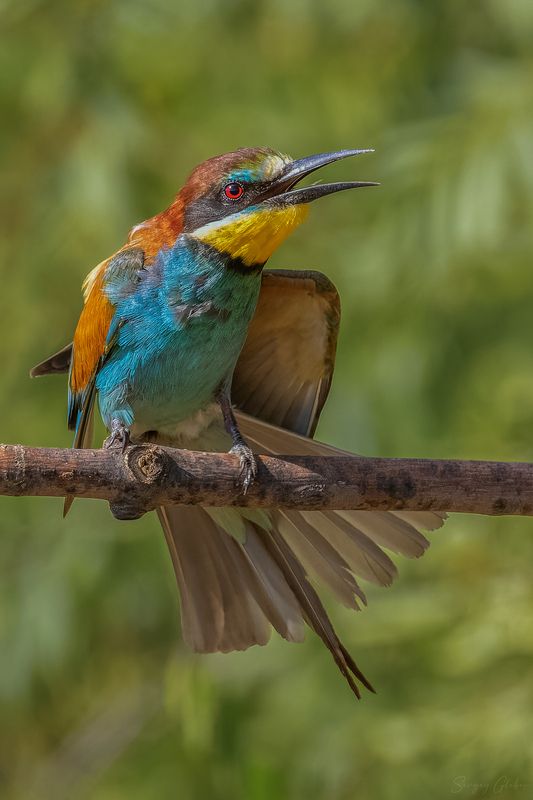 щурка, птицы, пернатые Да что ты говоришь! фото превью