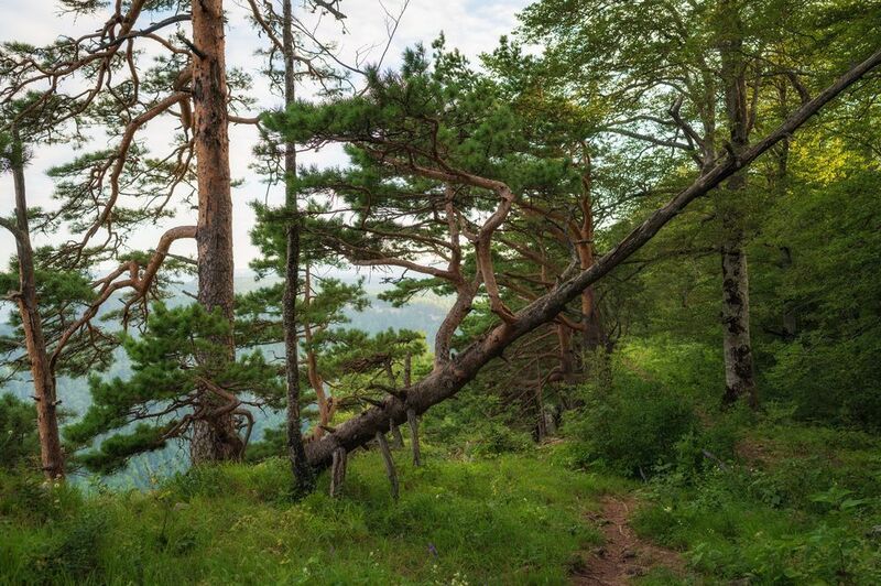 фото превью