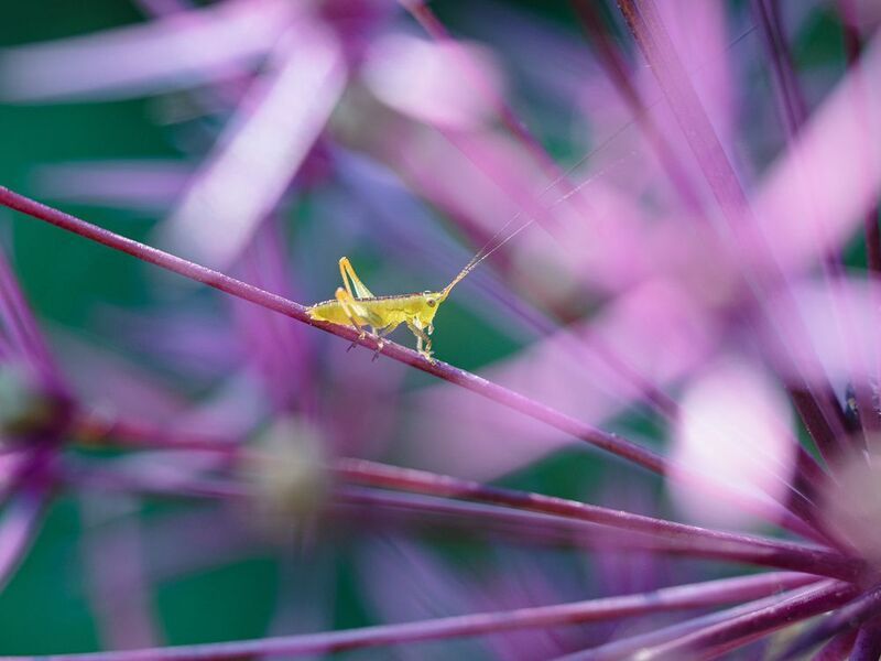 Зелёненький он был фото превью