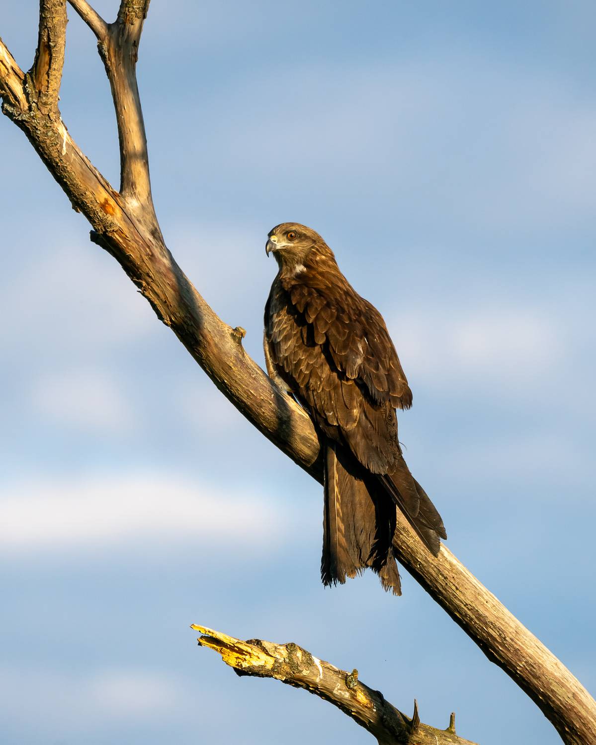 черный коршун, коршун, птицы сибири, бердвочинг, Екатерина Дубровская