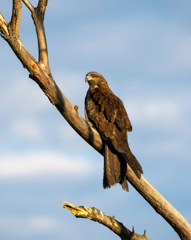 черный коршун, коршун, птицы сибири, бердвочинг Дневной дозор. Черный коршун, Сибирский подвид. фото превью