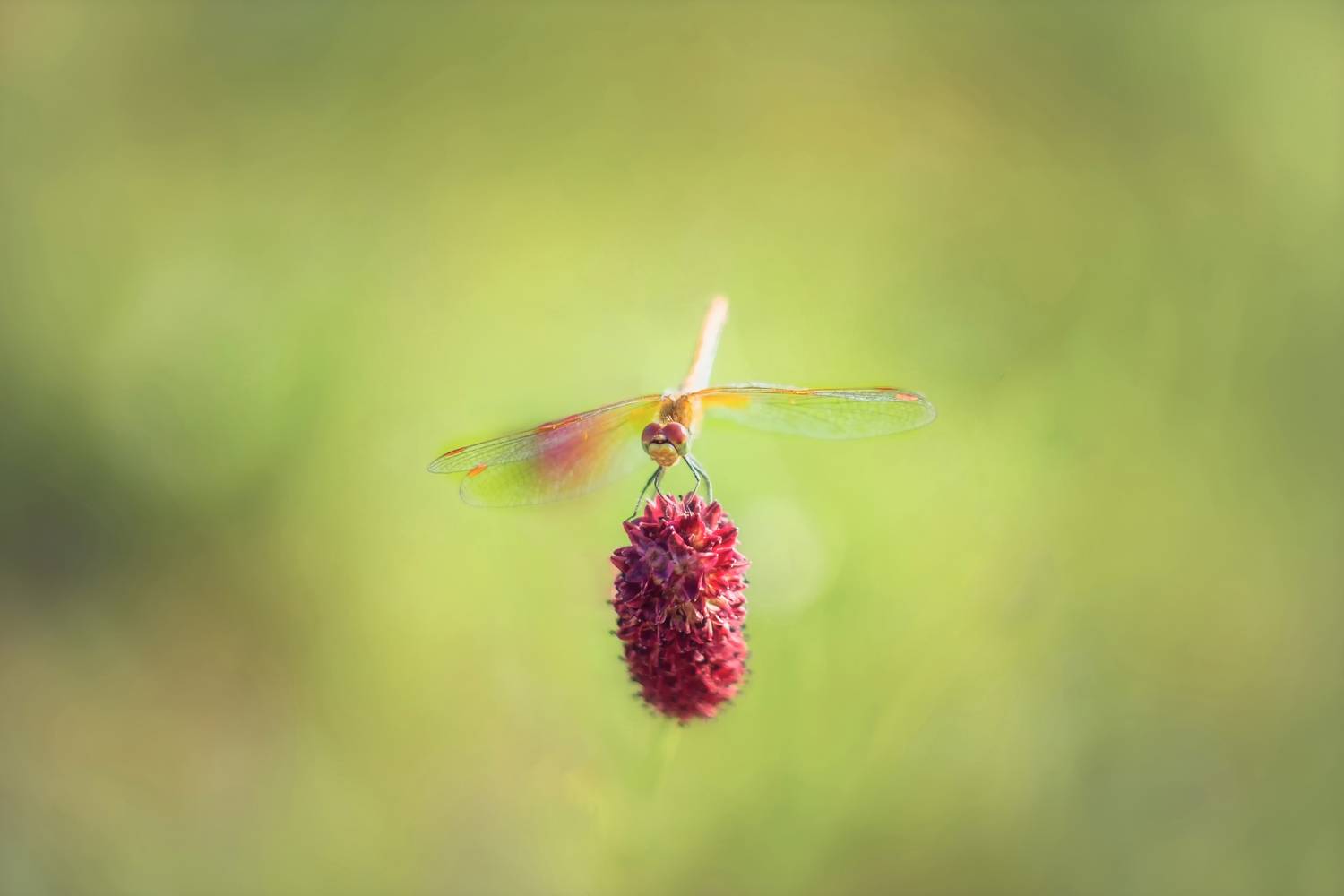 стрекоза, Александр Канцур