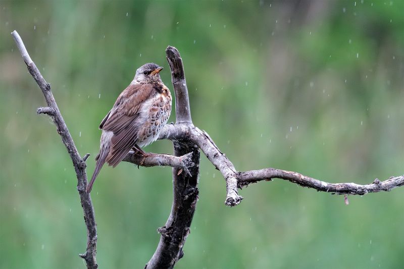 дрозд-рябинник по дождём фото превью