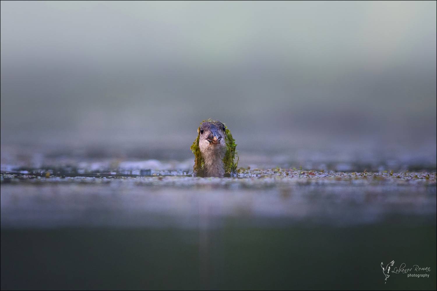 , Лобанов Роман